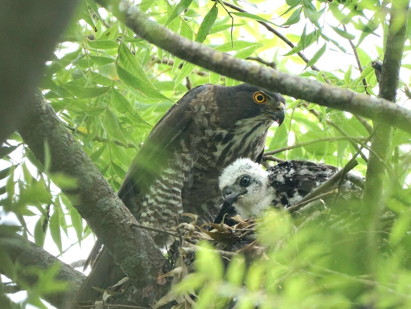Many bird enthusiasts frequently visit Taichung Metropolitan Park to observe avian ecology